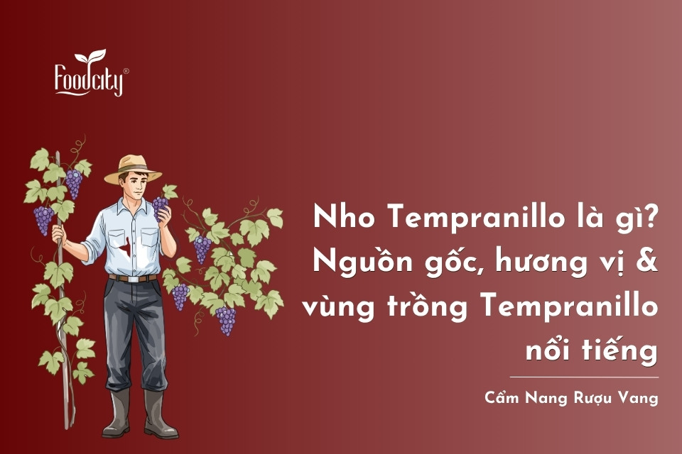 Nho Tempranillo là gì? Nguồn gốc, hương vị & các vùng trồng Tempranillo nổi tiếng