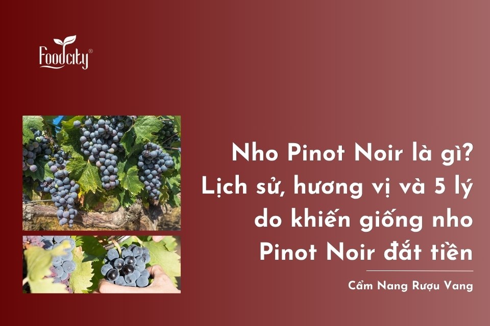Nho Pinot Noir là gì? Lịch sử, hương vị, sự khác biệt và 5 lý do khiến giống nho Pinot Noir đắt tiền Nho Pinot Noir là gì? Lịch sử, hương vị, sự khác biệt và 5 lý do khiến giống nho Pinot Noir đắt tiền