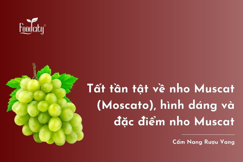 Tất tần tật về giống nho Muscat (Moscato), hình dáng và đặc điểm nho Muscat