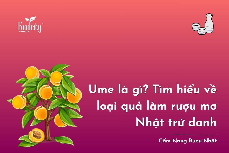 Ume là gì? Đặc điểm, nguồn gốc, thành phần dinh dưỡng và ứng dụng làm rượu mơ Nhật