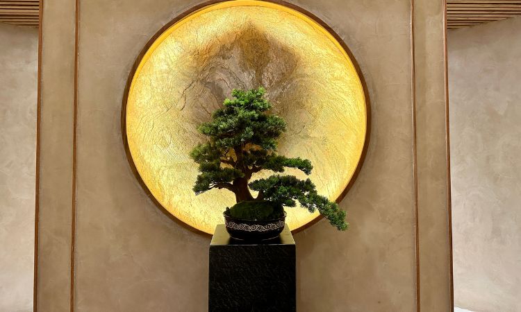 cây cảnh để bàn