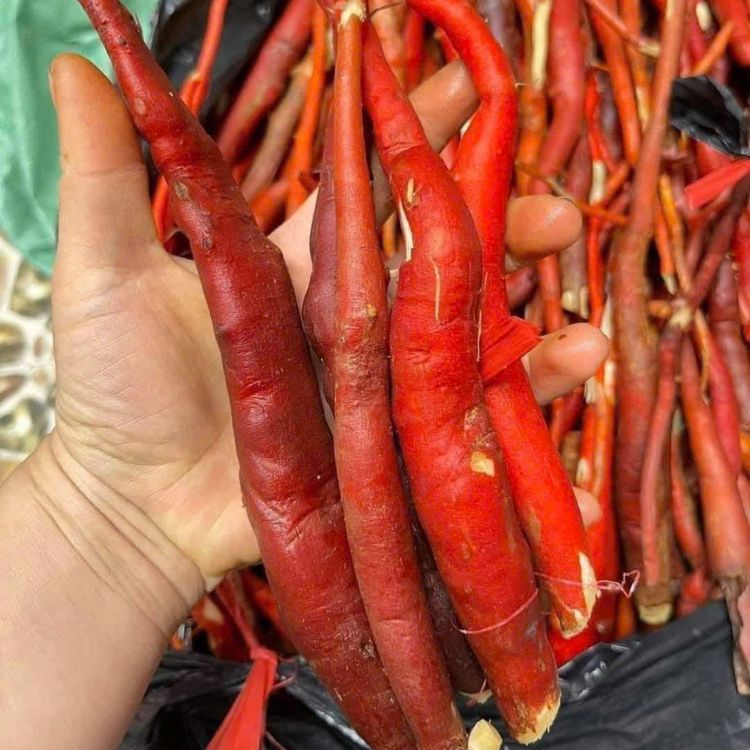 cây sâm cau ngâm rượu