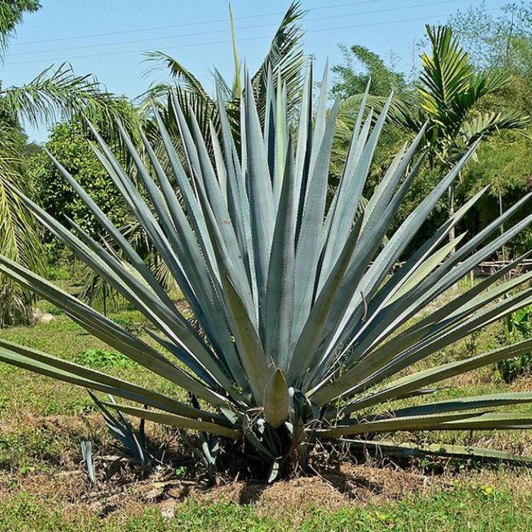 cây thùa xanh mexico