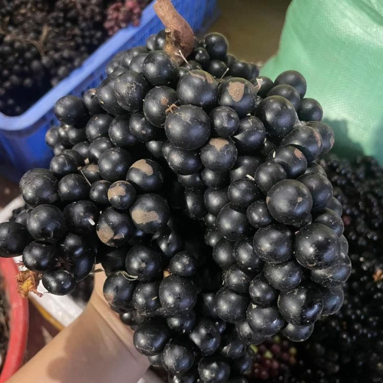 chọn nho rừng chất lượng