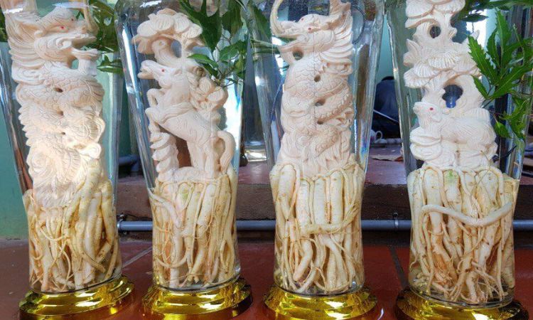 đồ ngâm rượu bằng đinh lăng