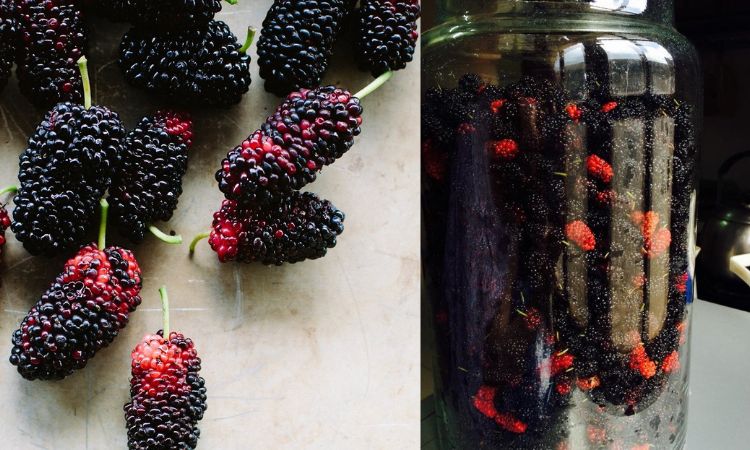 đồ ngâm rượu bằng quả dâu tằm