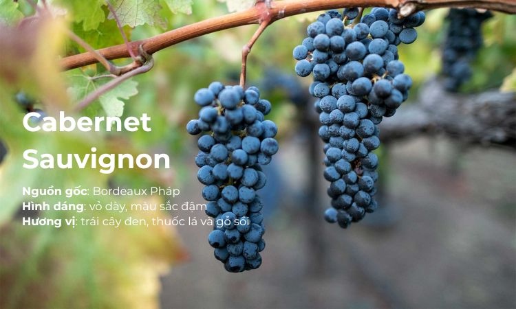 giống nho cabernet sauvignon