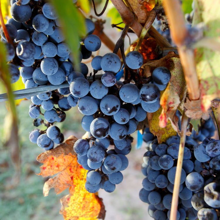 giống nho cabernet sauvignon