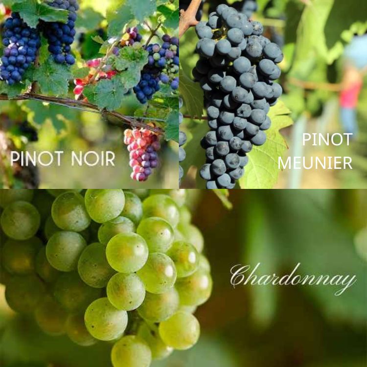 giống nho làm rượu vang hồng champagne