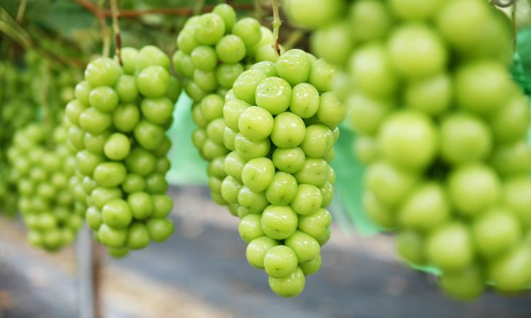 giống nho muscat