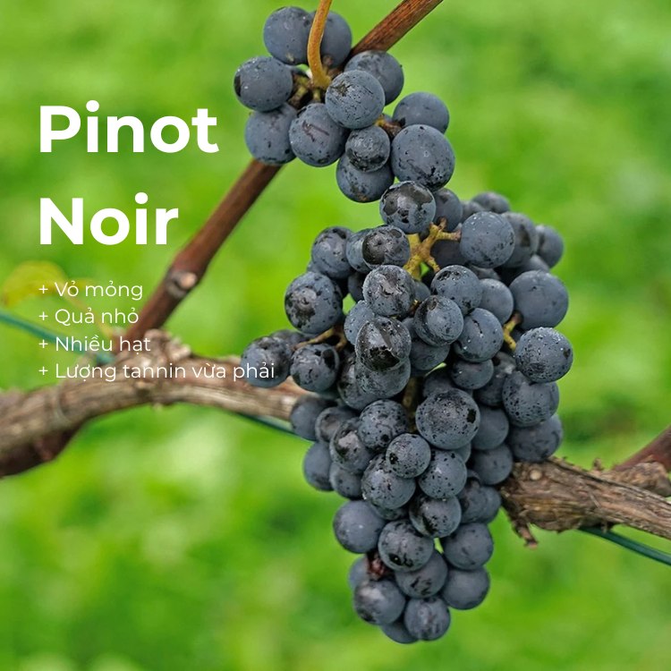 giống nho pinot noir