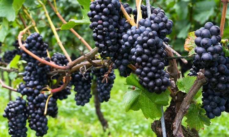 giống nho pinot noir