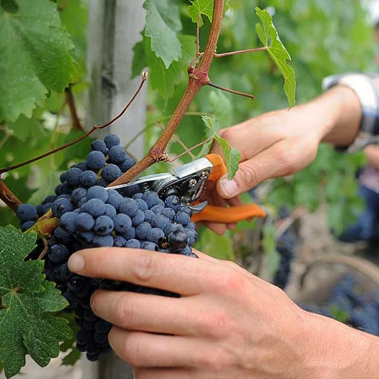 hái nho pinot noir bằng tay