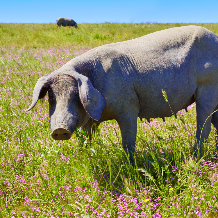 heo iberico