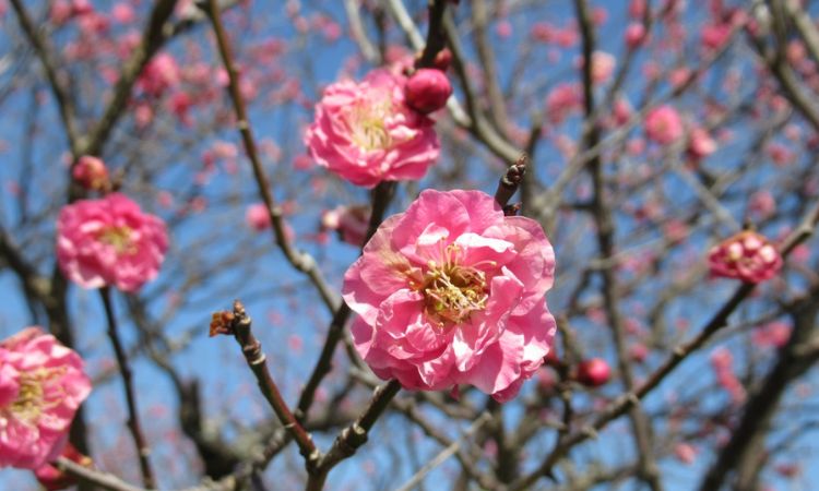 hoa ume