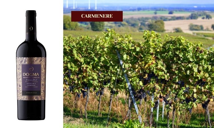 hương vị vang đỏ nho carmenere