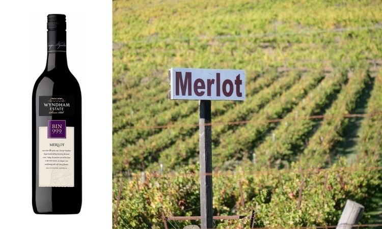 hương vị vang đỏ nho merlot