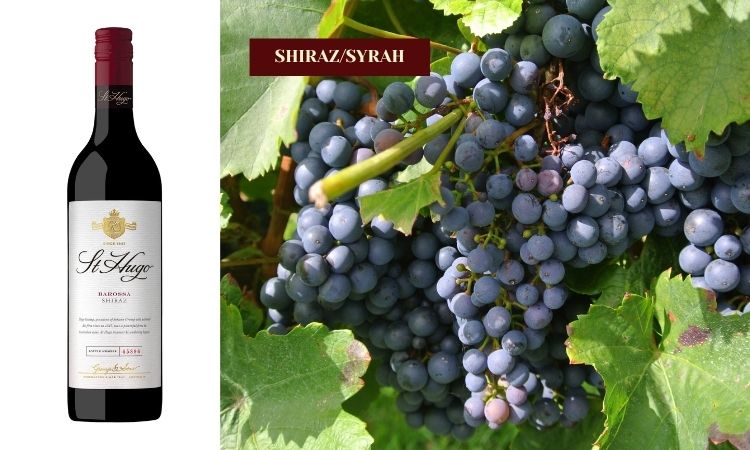 hương vị vang đỏ nho syrah