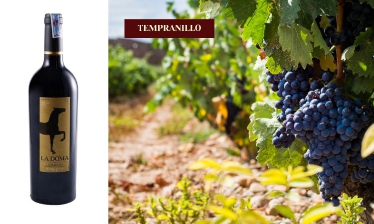 hương vị vang đỏ nho tempranillo