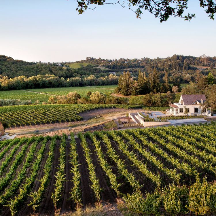 kisler vineyards