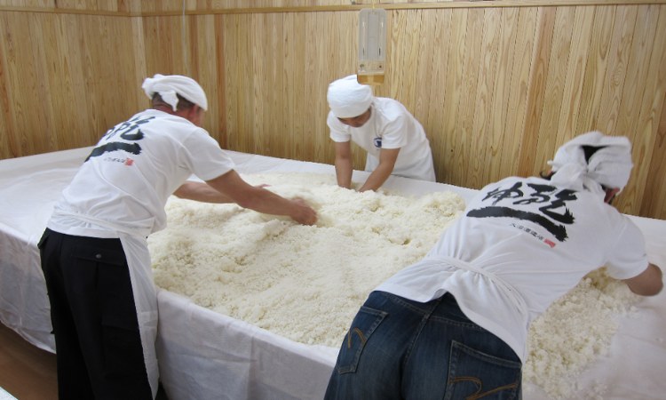 lên men rượu sake junmai