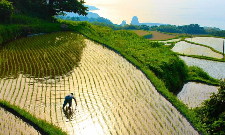 lịch sử rượu sake thời yayoi