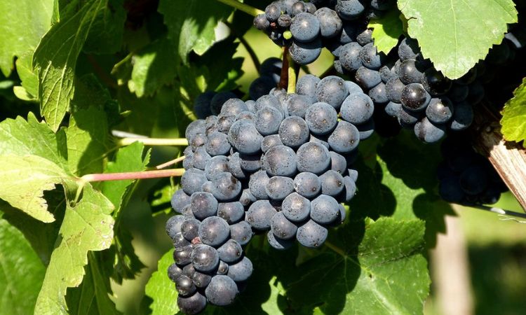 màu sắc quả nho merlot