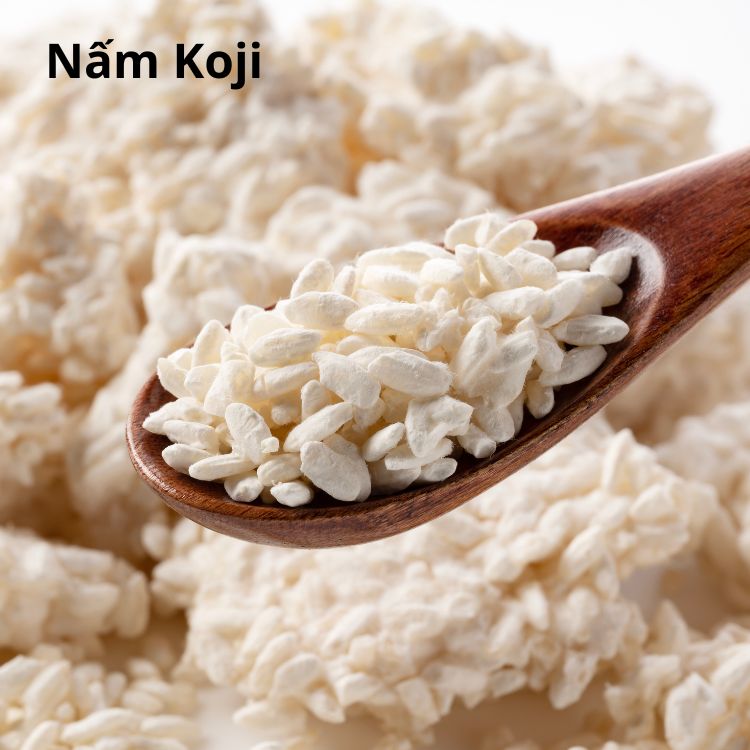 nấm koji