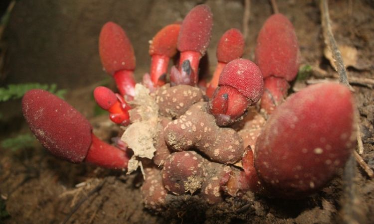 nấm ngọc cẩu thảo dược ngâm rượu