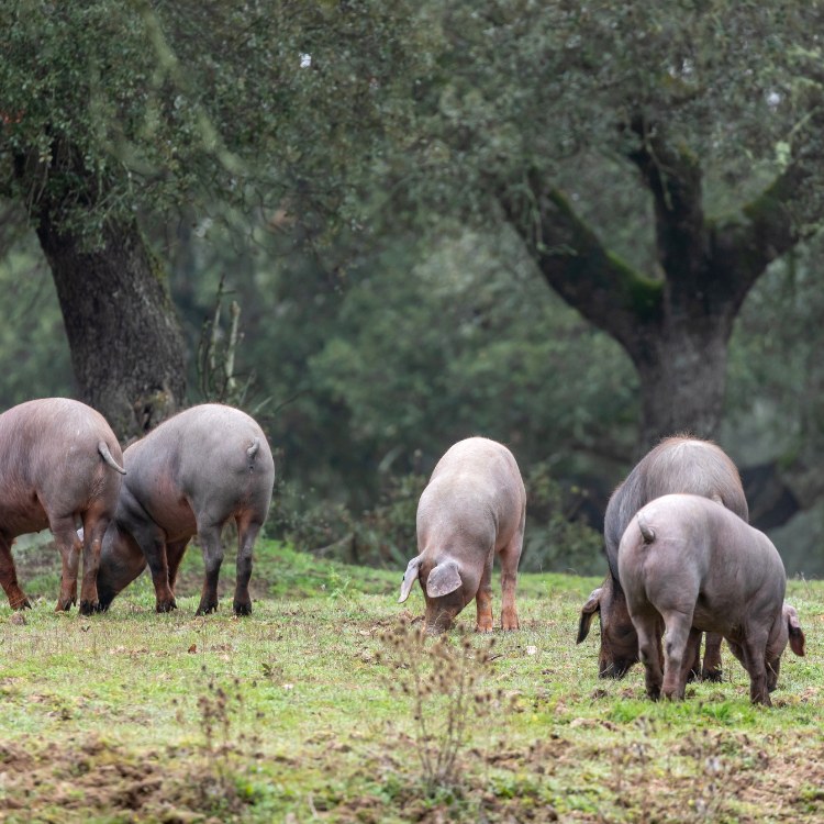 ngoại hình heo iberico