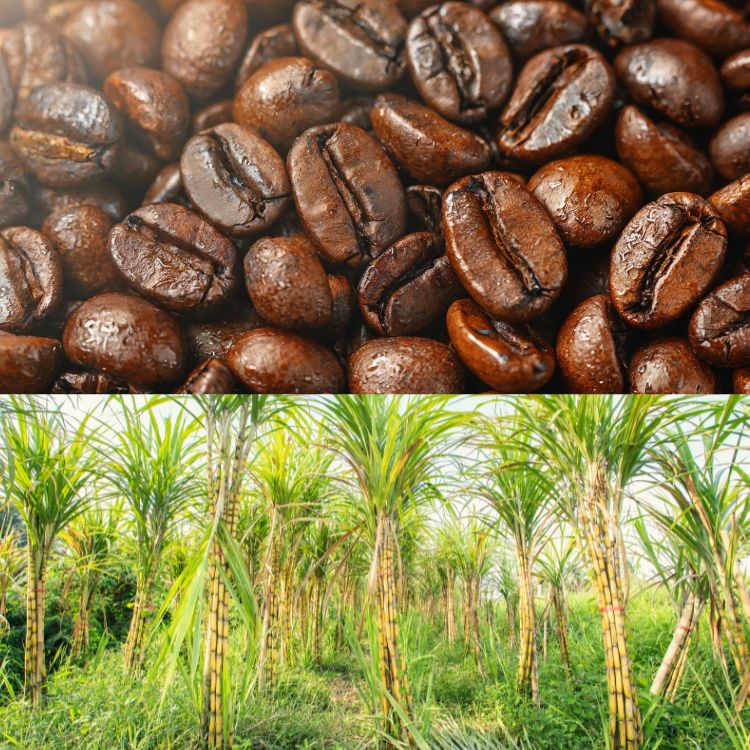 nguyên liệu làm rượu kahlua