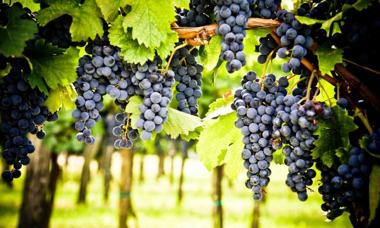 nho cabernet sauvignon có hàm lượng tannin cao