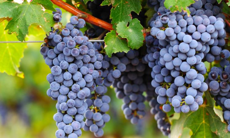 nho cabernet sauvignon làm rượu vang đỏ