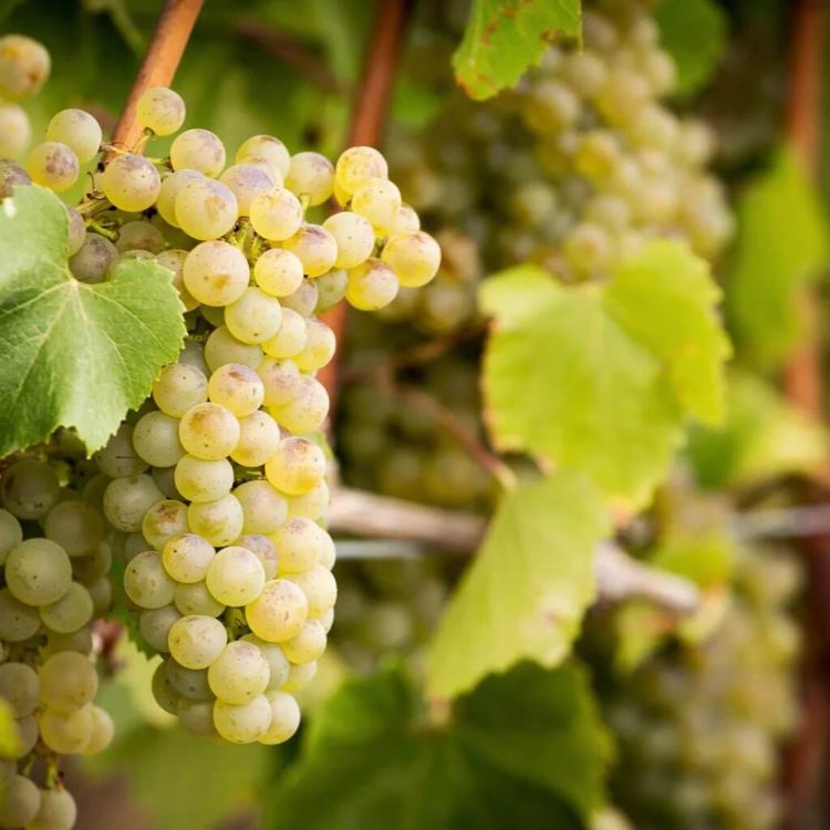 nho chardonnay