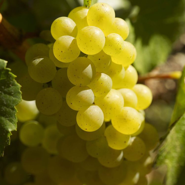 nho chardonnay khi chín