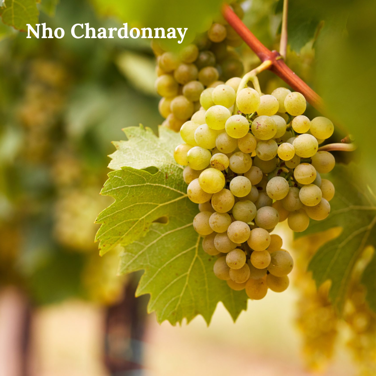 nho chardonnay lảm rượu