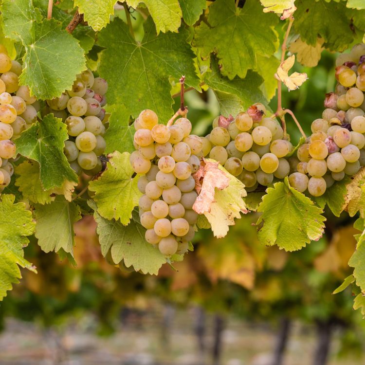 nho chardonnay tại burgundy
