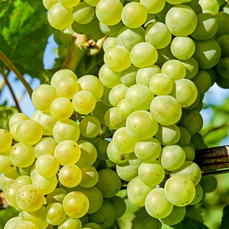 nho chardonnay tại châu âu