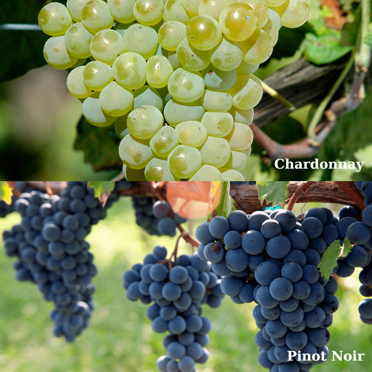 nho chardonnay và pinot noir