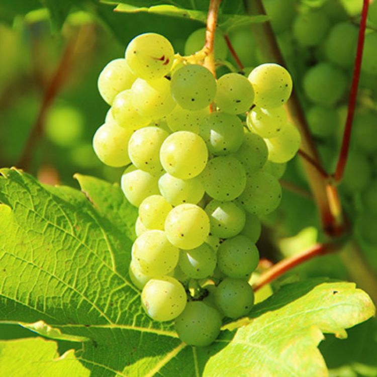 nho chardonnay