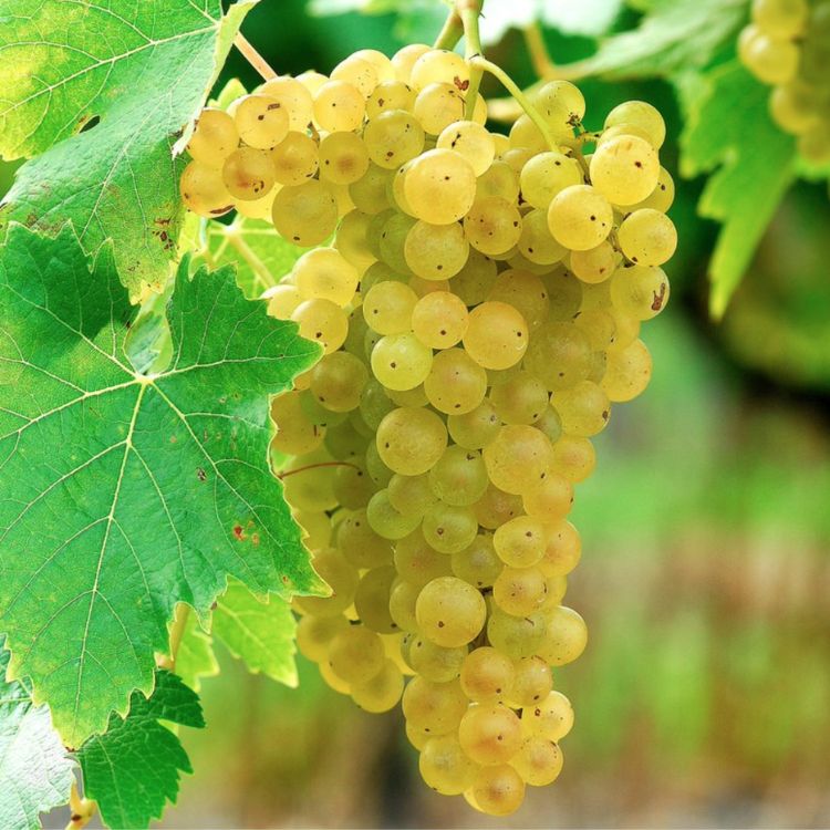 nho làm rượu cognac