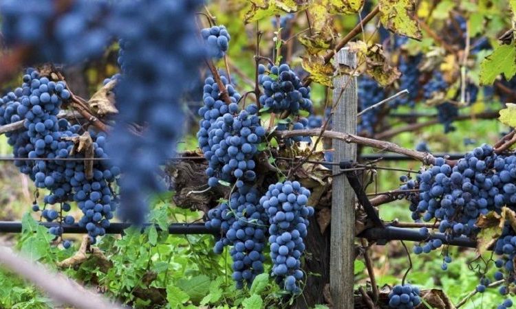 nho merlot làm vang đỏ nhập khẩu