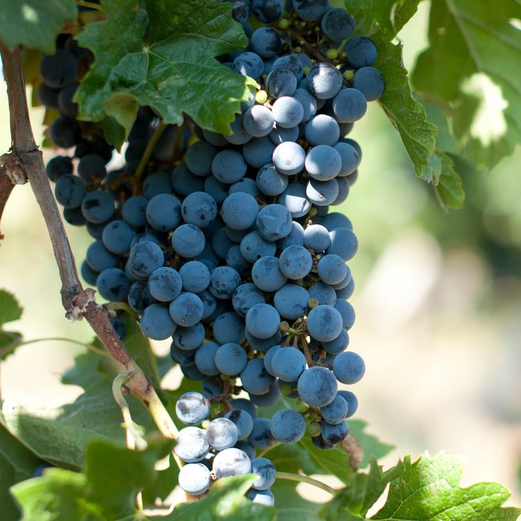 nho merlot
