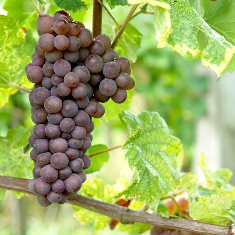 nho pinot gis