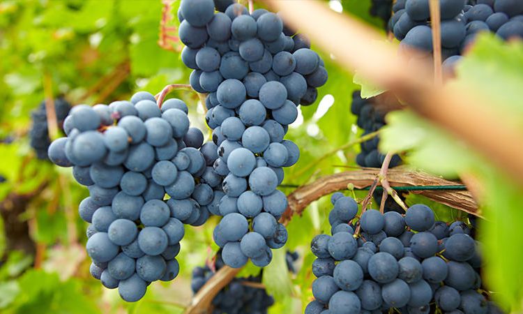 nho pinot noir
