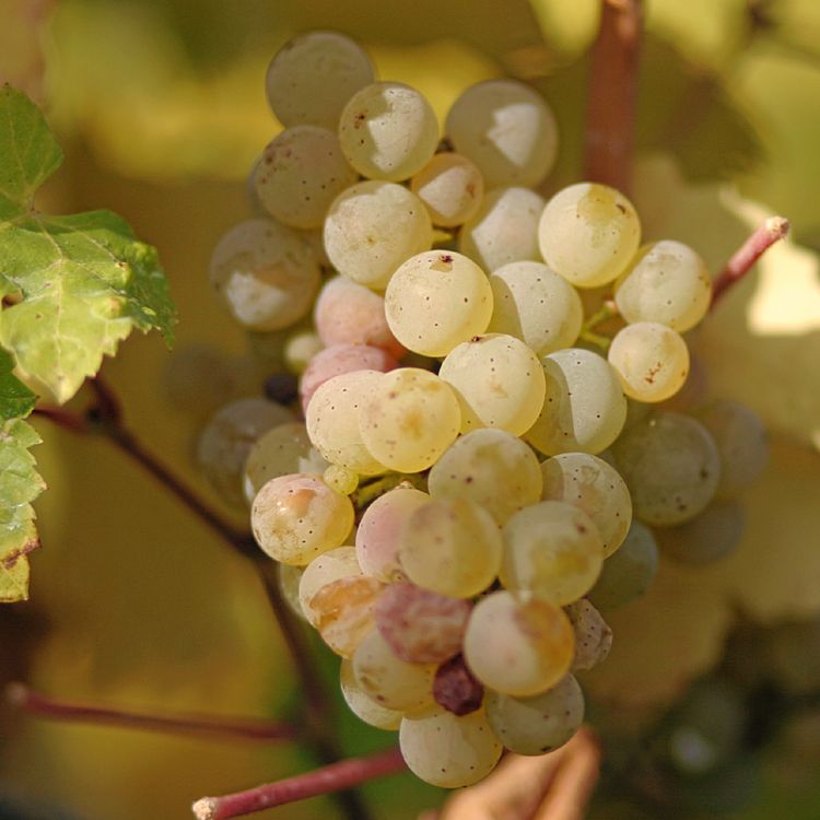 nho riesling