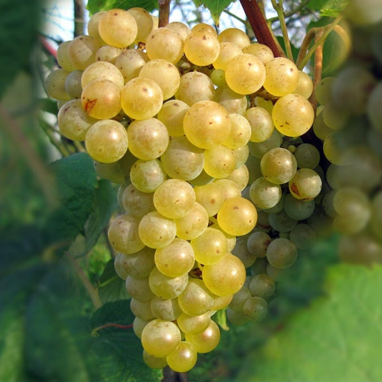 nho sauvignon blanc