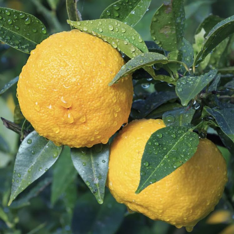 quả chanh yuzu trong rượu mơ