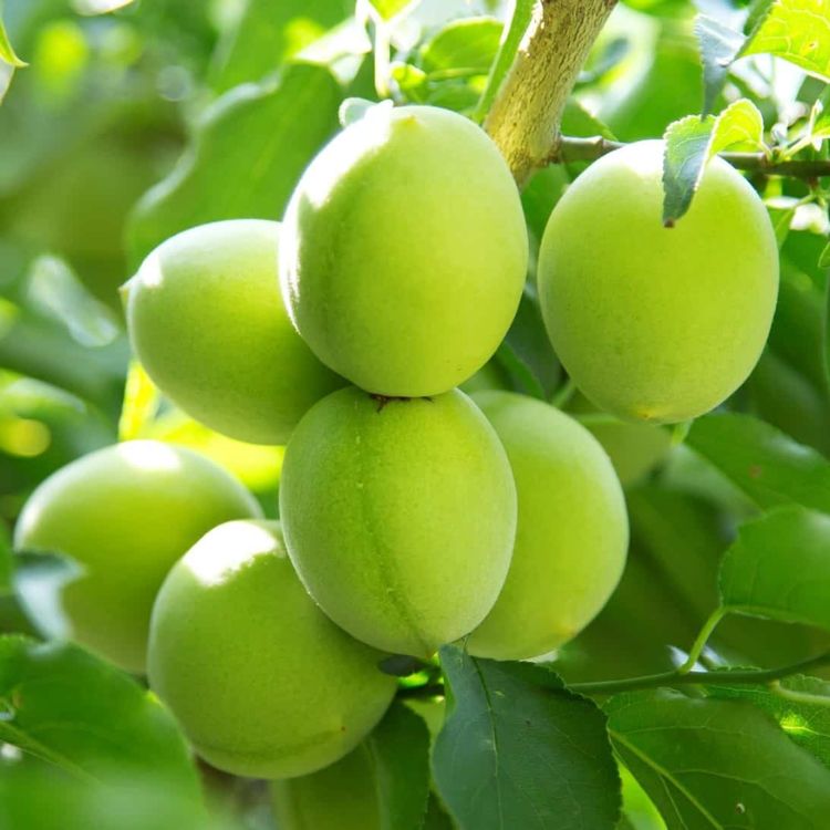 quả mơ nanko ume