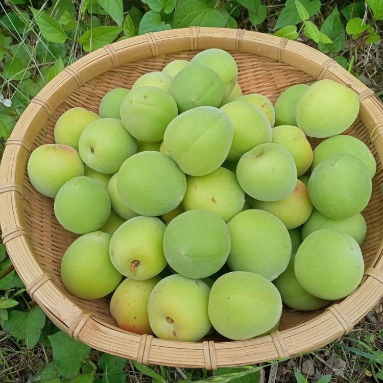 quả mơ xanh